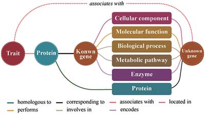 A new model construction based on the knowledge graph for mining elite polyphenotype genes in crops